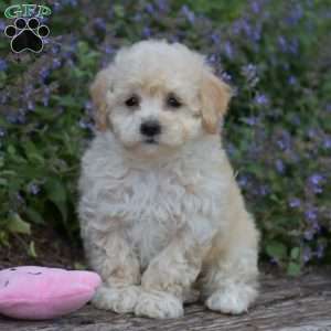 Baxter, Bich-Poo Puppy